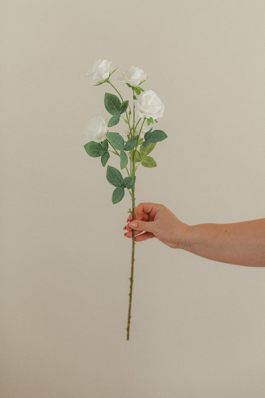 Kleiner Rosenstiel