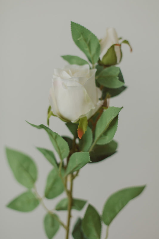 Klassische Rose