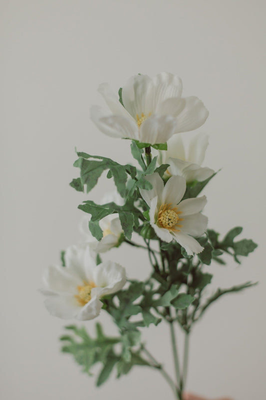 Cosmea