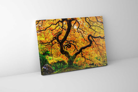 Leinwandbild-Orangenbaum-Naturkunst