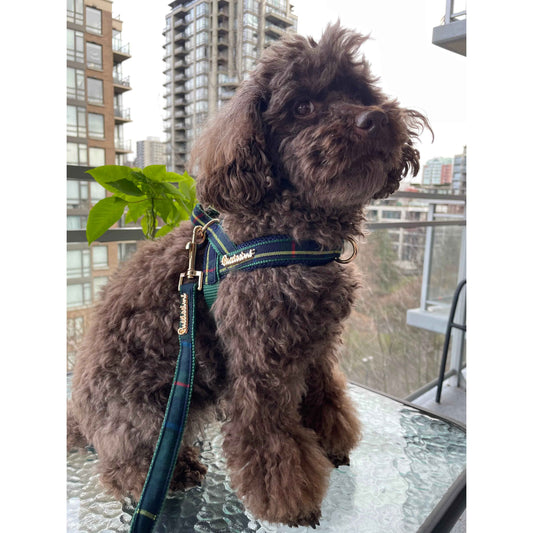 Barclay Plaid Green One-Click Dog Harness