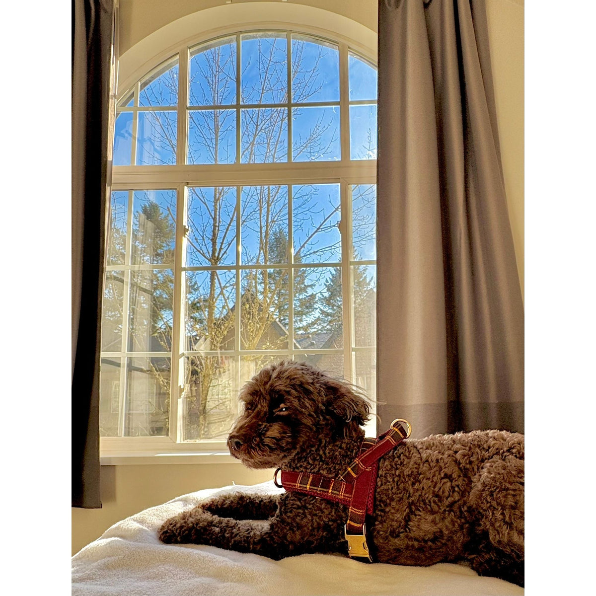 Welsh One-Click Dog Harness