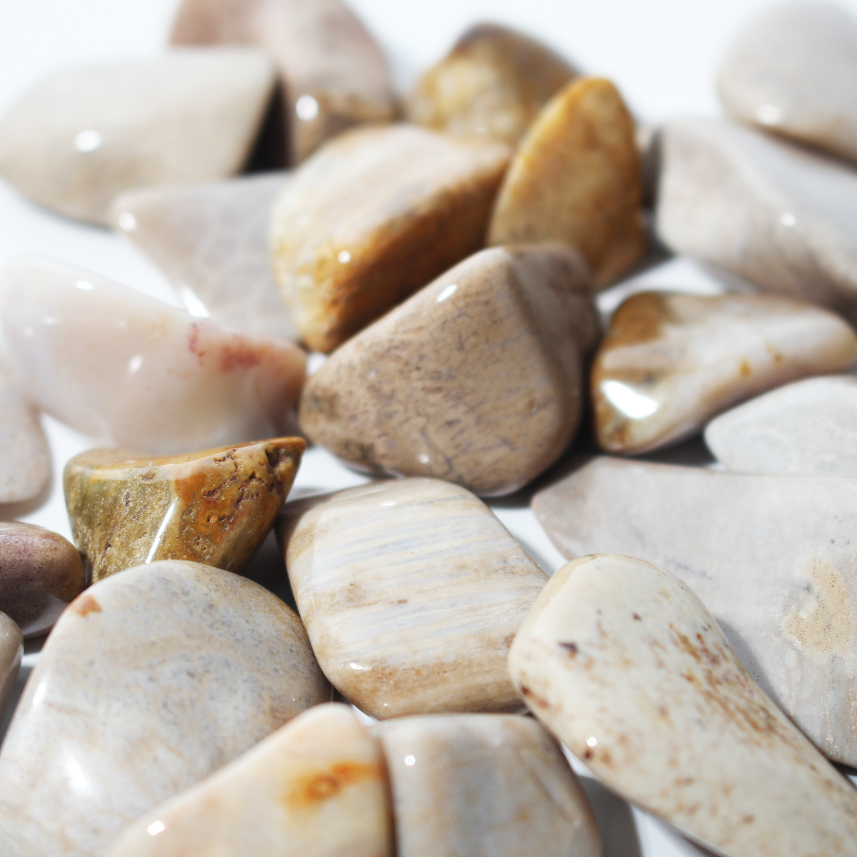 Agatized Coral Tumbled Stones