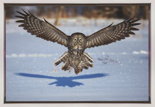 ウォールアート 壁に飛び出す - カラフトフクロウ