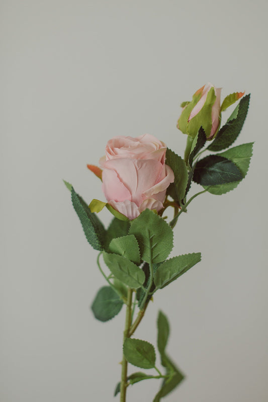 Klassische Rose