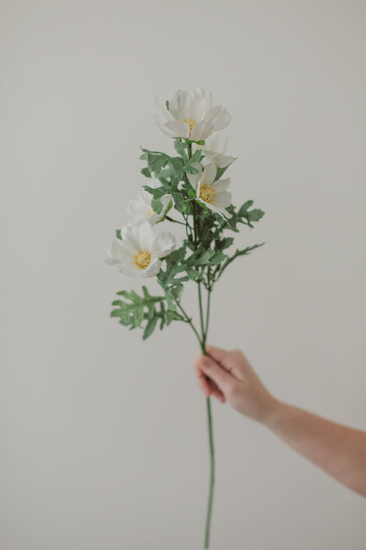 Cosmea