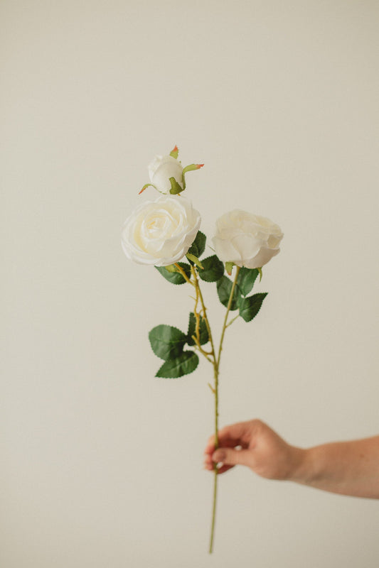 Italienische Rose