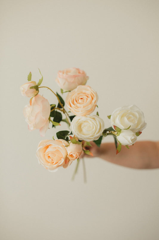 Italienische Rose