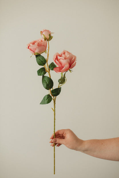 Italian Rose