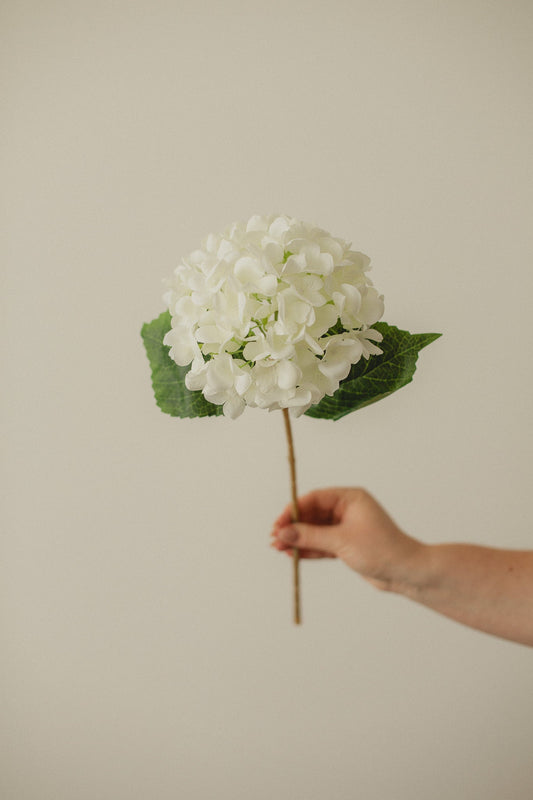 Hortensie