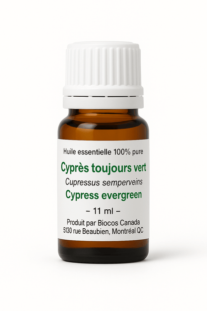 Cyprès toujours vert