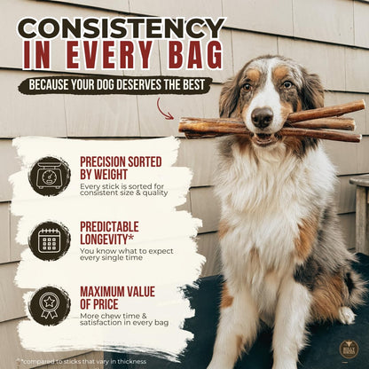 Bully Bunches Premium (6" Standard - 10 Pack) Odour-Free Bully Sticks - Small Dogs & Puppies - Consistently Sized, Long Lasting Chew Bones - All Natural & Single Ingredient, Beef Dog Treat, No Rawhide 🍁 All In One Marketplace Canada