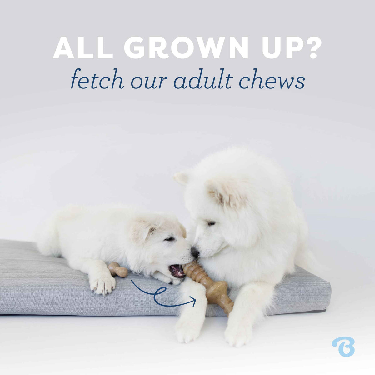 Benebone Puppy 2-Pack Dental Chew/Wishbone Dog Chew Toys, Real Bacon 🍁 All In One Marketplace Canada