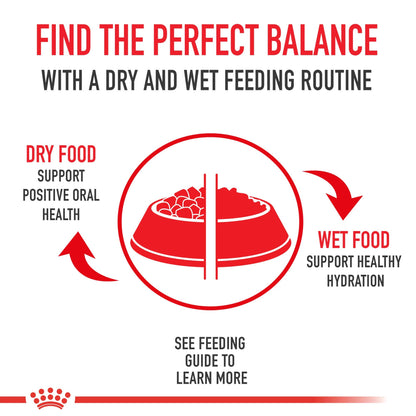 Royal Canin Adult Cat Sensitive Digestion Dry Adult Cat Food, 3.5 lb Bag 🍁 All In One Marketplace Canada