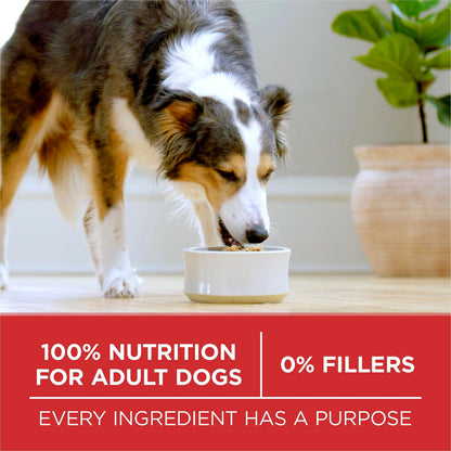 Purina ONE Dry Dog Food, Microbiome Balance Lamb & Rice - 7 kg Bag (1 Pack) 🍁 All In One Marketplace Canada