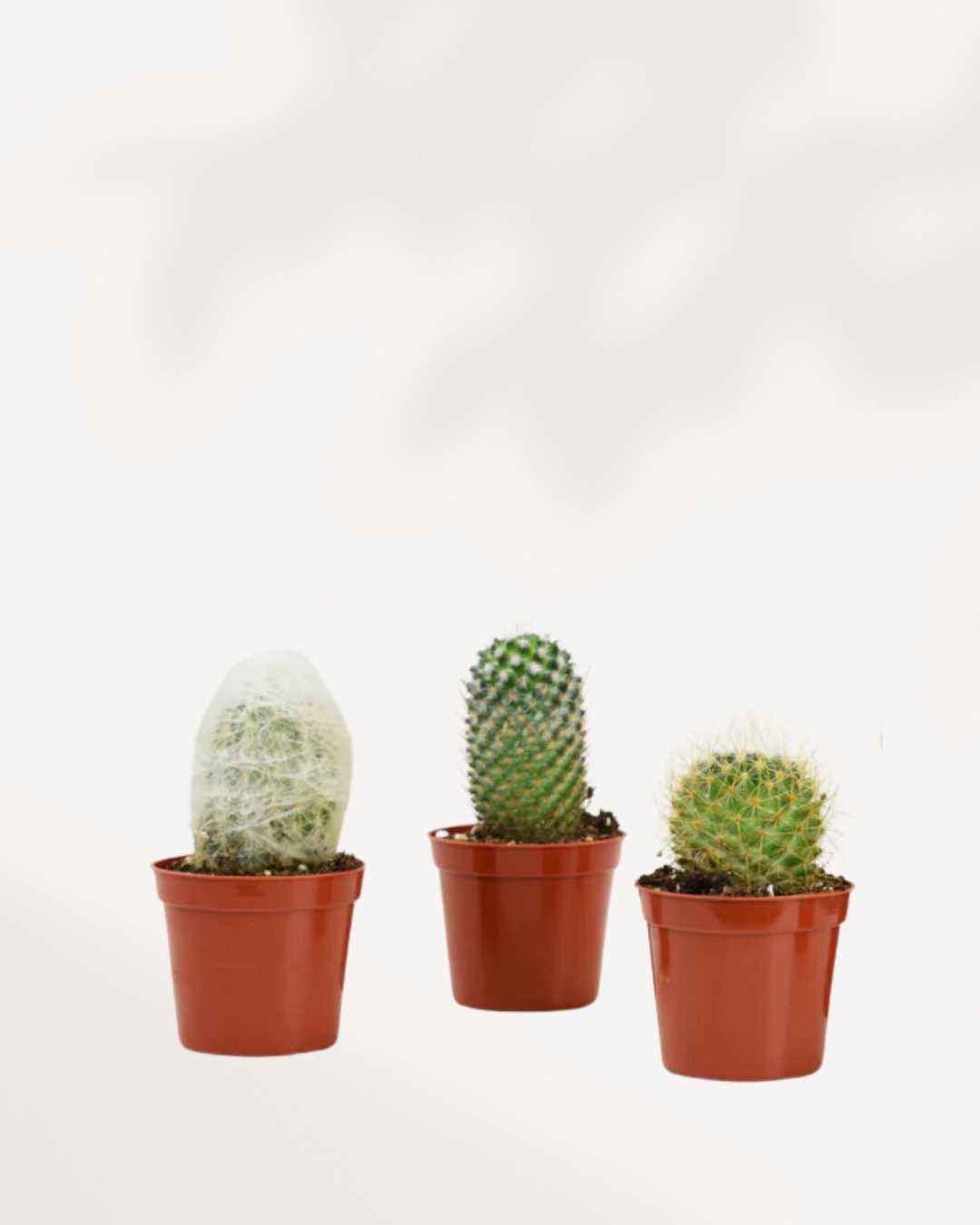 Cactus Mystery Box