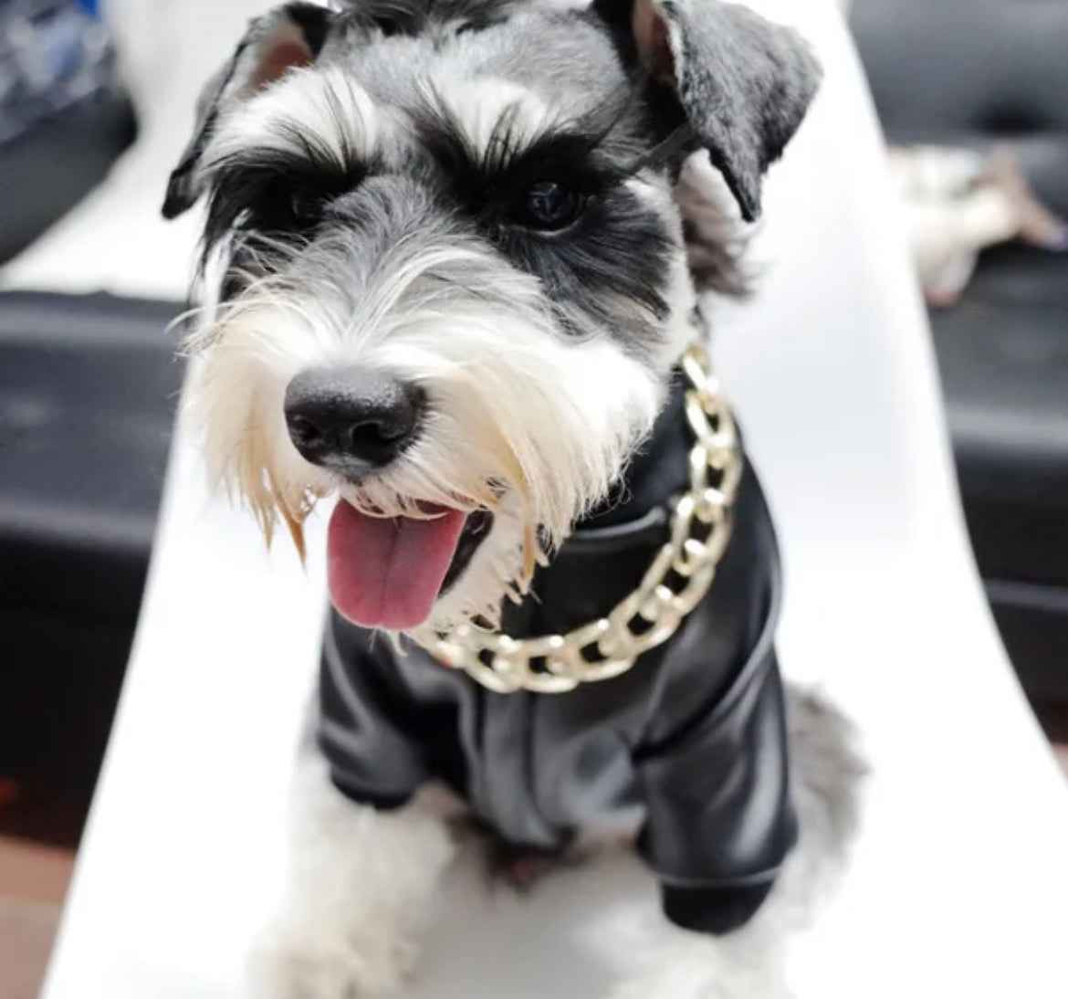 Boujee Dog Leather Jacket | Dog Jacket for Cold Weather