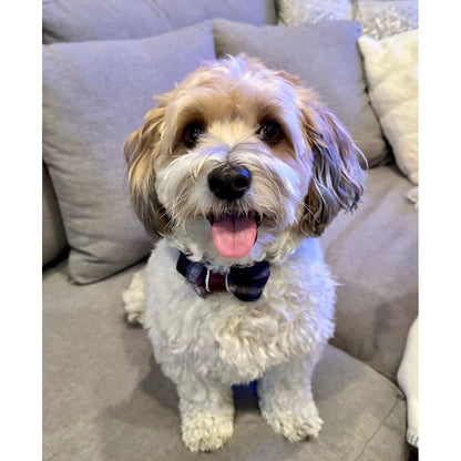 Heather tartan bow tie
