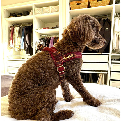 Welsh One-Click Dog Harness
