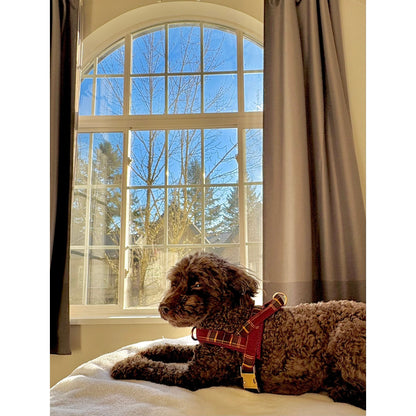 Welsh One-Click Dog Harness