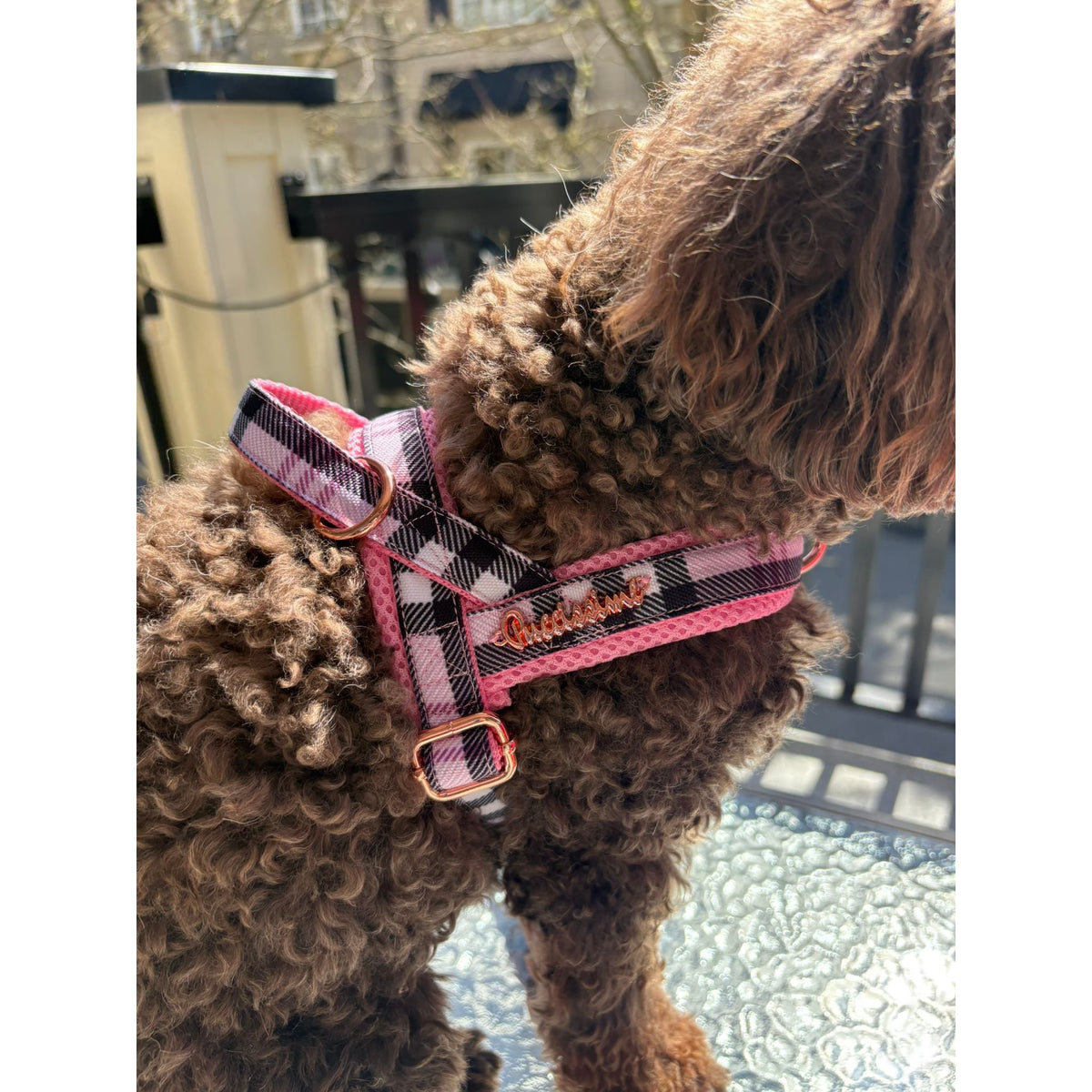 Blossom One-Click Dog Harness