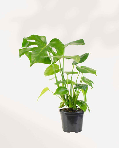 Monstera Deliciosa - Swiss Cheese Plant Deliciosa