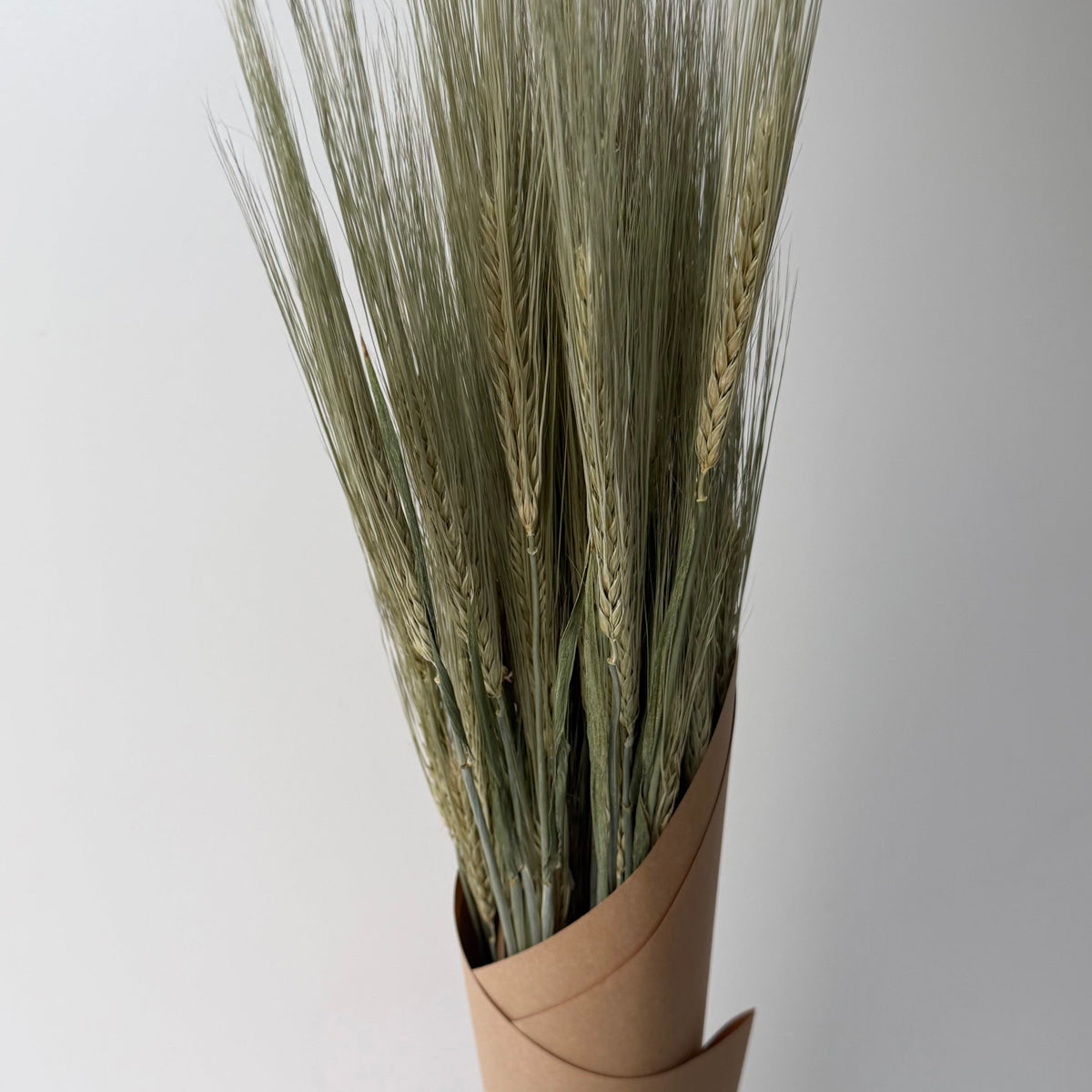 Orge