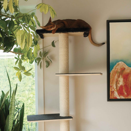 Noba Mural System Kit- The Vertical Playground