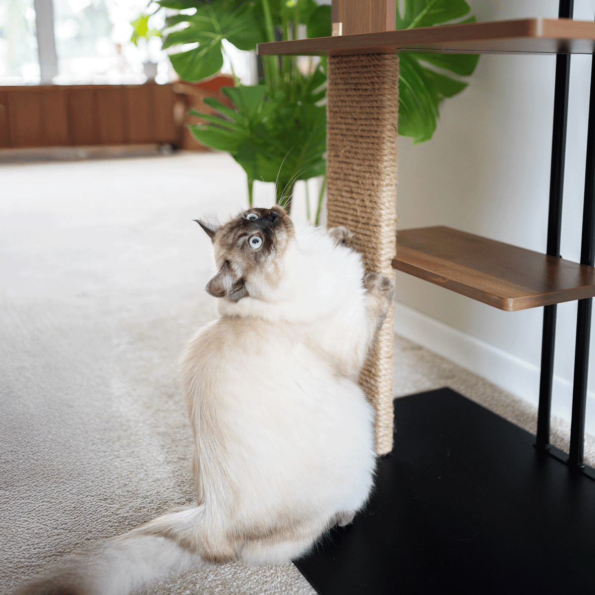 cali cat tree