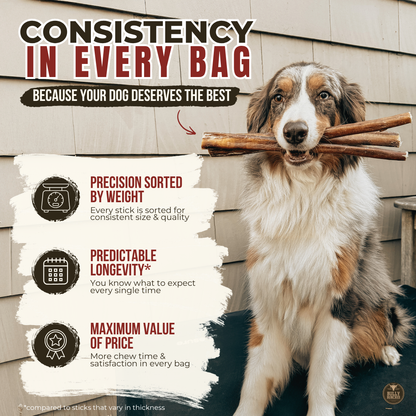 6 Inch Jumbo Bully Stick