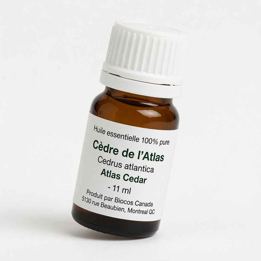 Cèdre de l'Atlas