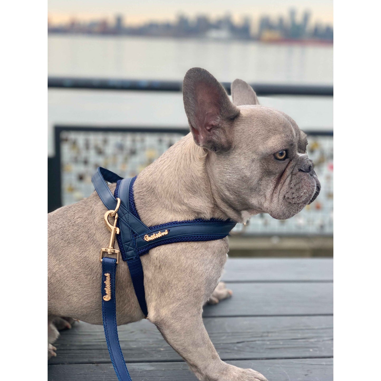 Neptune One-Click Dog Harness