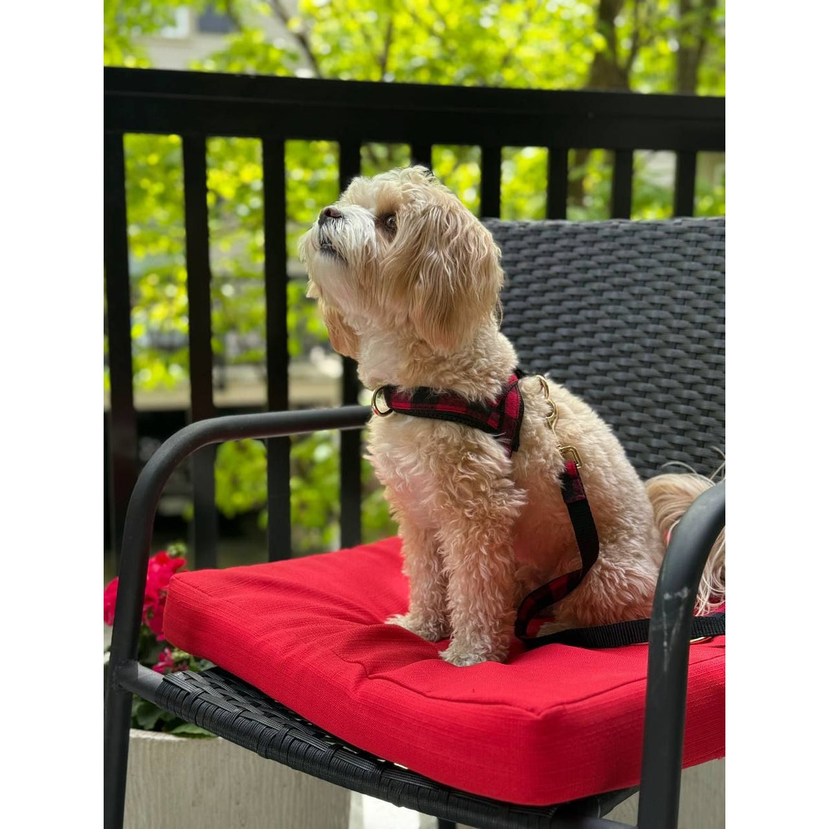Canada leash with hands-free extension